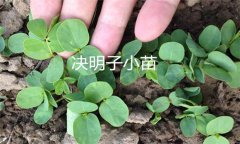 決明子種植時間和方法 決明子栽培管理技術要點