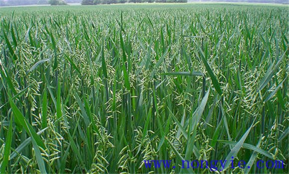 燕麥的種植和管理技術要點