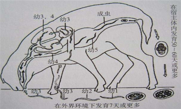 羊肺線蟲(chóng)病防治