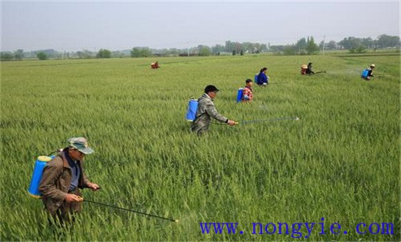 小麥赤霉病用什么藥防治