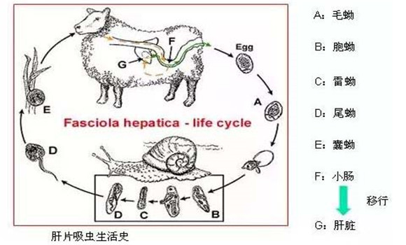 羊肝片吸蟲病傳染嗎？