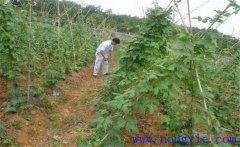 種植葛根如何管理？葛根田間管理技術(shù)要點(diǎn)