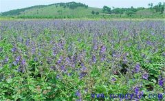 種植黃芩怎么管理？黃芩田間管理的主要內(nèi)容