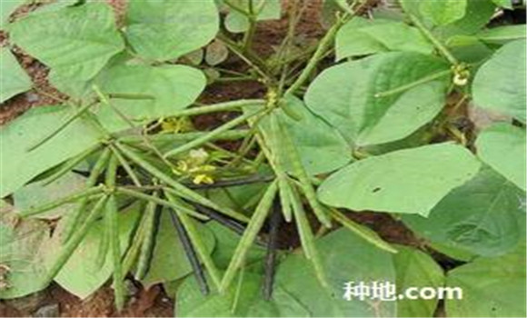 綠豆怎么種植能高產(chǎn)？