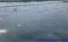 怎樣為魚塘增加氧氣，給魚塘增氧有幾種方法？