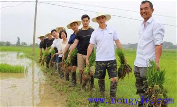 有機水稻栽培技術(shù)的生產(chǎn)方式