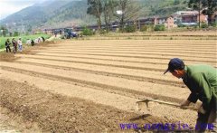 種植薄荷如何選地整地？薄荷種植管理技術(shù)要點