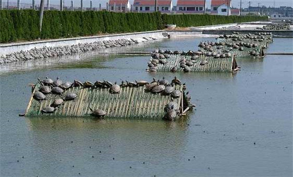 甲魚吃什么