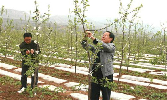 蘋果樹拉枝時間