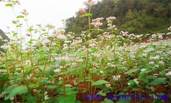 蕎麥種植時間