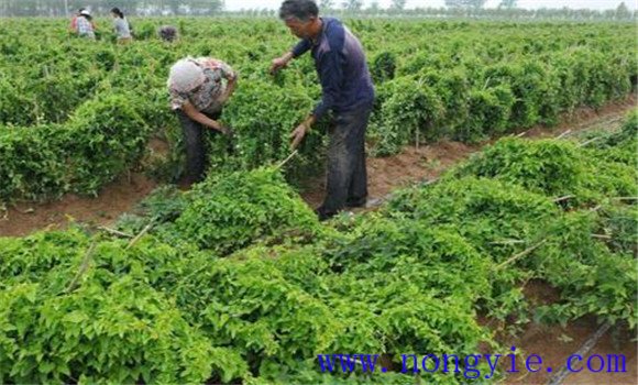 山藥的田間管理措施是什么