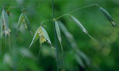 燕麥種植時間，燕麥什么時間種植