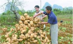 豆薯如何種植，豆薯種植與栽培技術