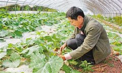 蜜本南瓜種植技術(shù)要點 蜜本南瓜的定植密度