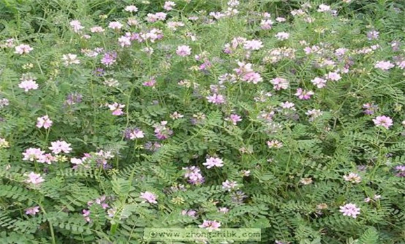 小冠花植物學(xué)特征及生物學(xué)特性