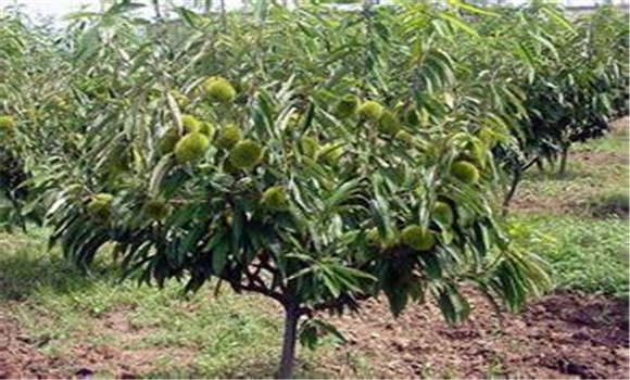 板栗樹如何種植的五大技術(shù)要點