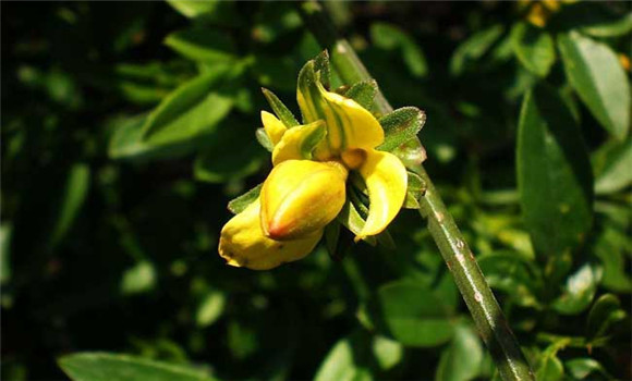 迎春花的養(yǎng)殖方法，迎春花的養(yǎng)殖技術(shù)要點