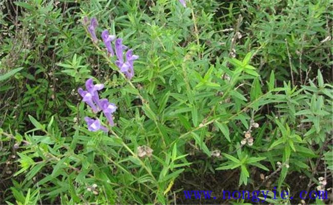 黃芩種植技術(shù)要點