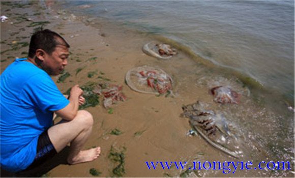 海蜇能蜇死人嗎，如何預(yù)防被蜇傷