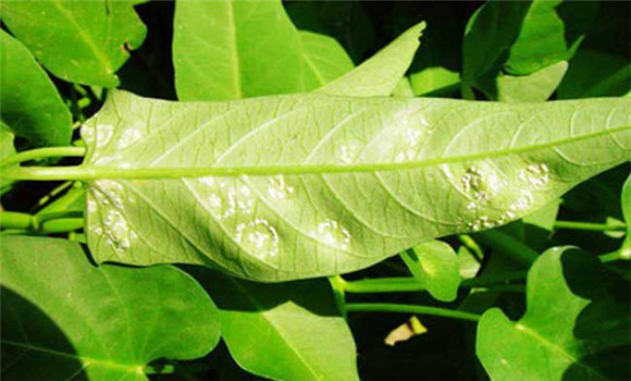 空心菜白銹病