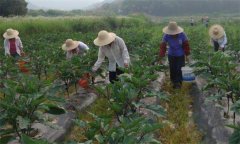 茄子施什么肥效果好 茄子施肥技術(shù)與管理要點(diǎn)