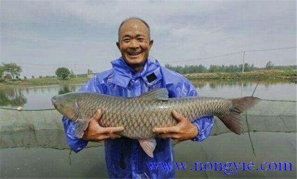 青魚(yú)養(yǎng)殖周期是多久