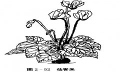 仙客來（兔耳花）的植物學(xué)特征介紹