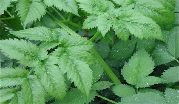 山芹菜的種植