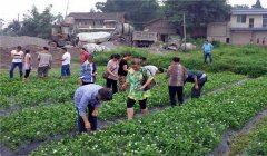 茉莉花的養(yǎng)殖方法簡介，怎樣培育茉莉花