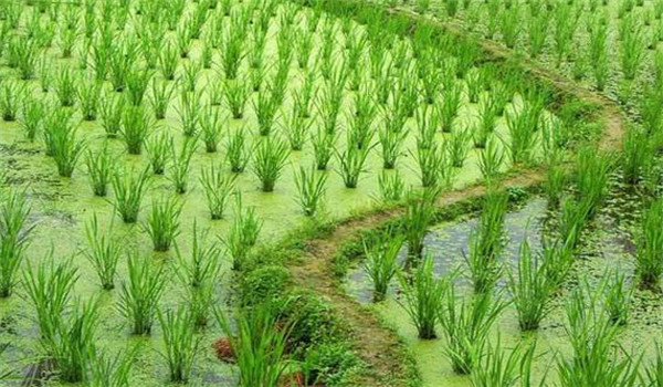 茭瓜種植技術(shù)須知