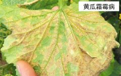 黃瓜病蟲害防治：黃瓜霜霉病、白粉病、紅蜘蛛