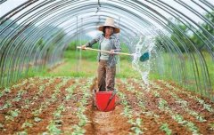 菜豆栽培時間與技術(shù)要點、病蟲害防治