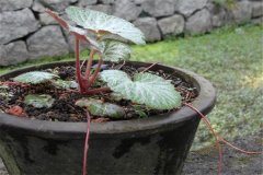 如何盆栽虎耳草，虎耳草盆栽關(guān)鍵技術(shù)解密