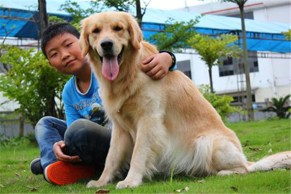 妊娠母犬管理應注意事項