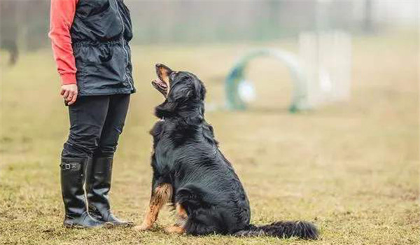 對(duì)犬的能力估計(jì)過高