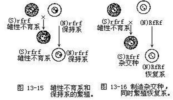 雄性不育系