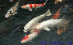 鯉魚(yú)是什么魚(yú)，鯉魚(yú)是淡水魚(yú)還是海水魚(yú)？