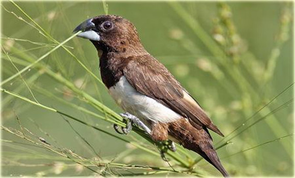 白腰文鳥的飼養(yǎng)方法