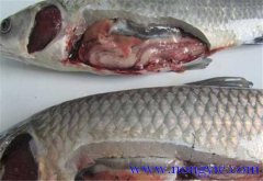 草魚(yú)出血病發(fā)病原因、癥狀、治療方法