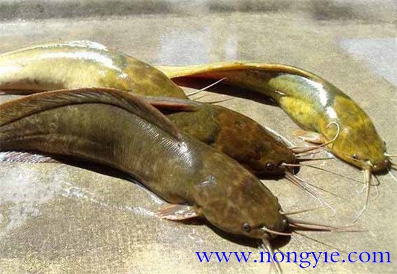 革胡子鯰和鯰魚(yú)的區(qū)別