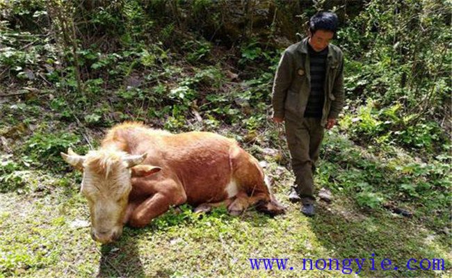 牛食用爛紅薯中毒的癥狀表現(xiàn)、診治與治療方法