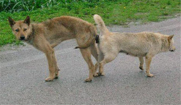 狗的交配行為與其他動物有什么不同