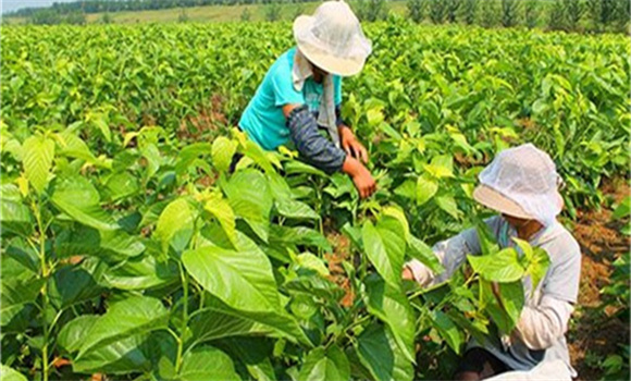 桑樹施肥的注意要點