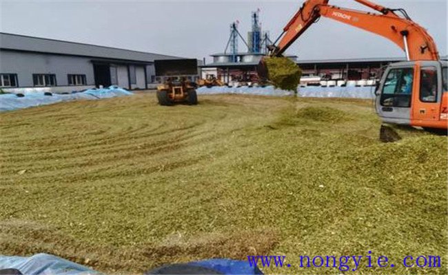 青貯飼料對奶牛健康有什么好處