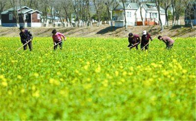 油菜田怎么除草