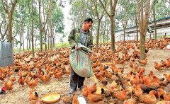 養(yǎng)雞用鹽的講究:飼料食鹽用量、食鹽中毒的防治