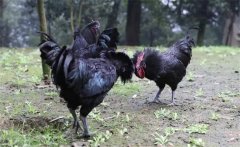 烏骨雞的常用礦物質(zhì)、維生素飼料簡介