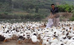 育成鴨的飼料與營養(yǎng)需求，育成鴨如何限制飼喂