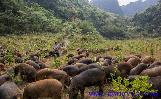 飼養(yǎng)生態(tài)豬應知道的五個注意事項