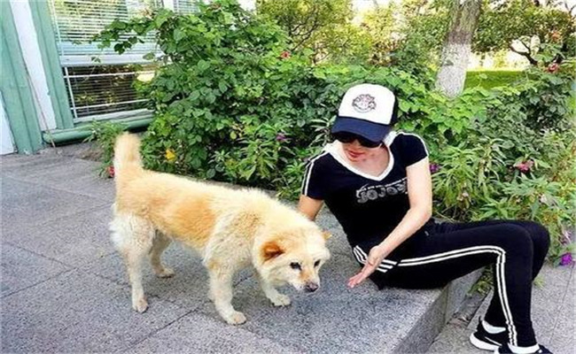 怎樣喂養(yǎng)妊娠犬、哺乳犬